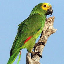 Load image into Gallery viewer, Gingerain Bird clothes Parrot diaper Green bulletproof vest original hand-made custom bird diaper Green bulletproof vest