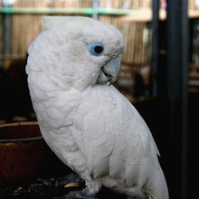 Load image into Gallery viewer, Gingerain Bird clothes Parrot diaper Green bulletproof vest original hand-made custom bird diaper Green bulletproof vest