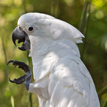 Load image into Gallery viewer, Gingerain Bird clothes Parrot diaper Green bulletproof vest original hand-made custom bird diaper Green bulletproof vest