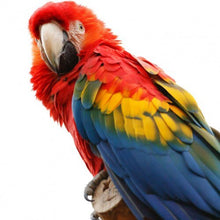 Load image into Gallery viewer, Gingerain Bird clothes Parrot diaper Green bulletproof vest original hand-made custom bird diaper Green bulletproof vest