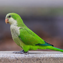 Load image into Gallery viewer, Gingerain Bird clothes Parrot clothes Bear original hand-made custom bird clothes Hooded Sweater Bear