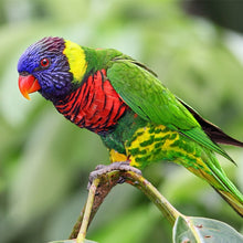 Load image into Gallery viewer, Gingerain Bird clothes Parrot clothes Bear original hand-made custom bird clothes Hooded Sweater Bear