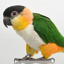 Load image into Gallery viewer, Gingerain Bird clothes Parrot clothes Bear original hand-made custom bird clothes Hooded Sweater Bear