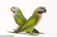 Load image into Gallery viewer, Gingerain Bird clothes Parrot clothes Bear original hand-made custom bird clothes Hooded Sweater Bear