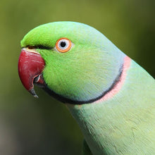 Load image into Gallery viewer, Gingerain Bird clothes Parrot clothes Bear original hand-made custom bird clothes Hooded Sweater Bear