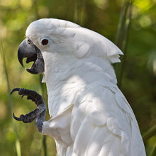 Load image into Gallery viewer, Gingerain Bird clothes Parrot clothes Bear original hand-made custom bird clothes Hooded Sweater Bear