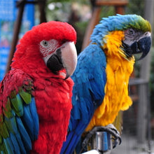 Load image into Gallery viewer, Gingerain Bird clothes Parrot clothes Bear original hand-made custom bird clothes Hooded Sweater Bear